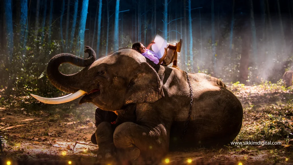 Person peacefully resting on a large elephant in a misty forest, symbolizing strength, wisdom, and leadership, representing the auspicious dream of riding an elephant in Eastern philosophy.