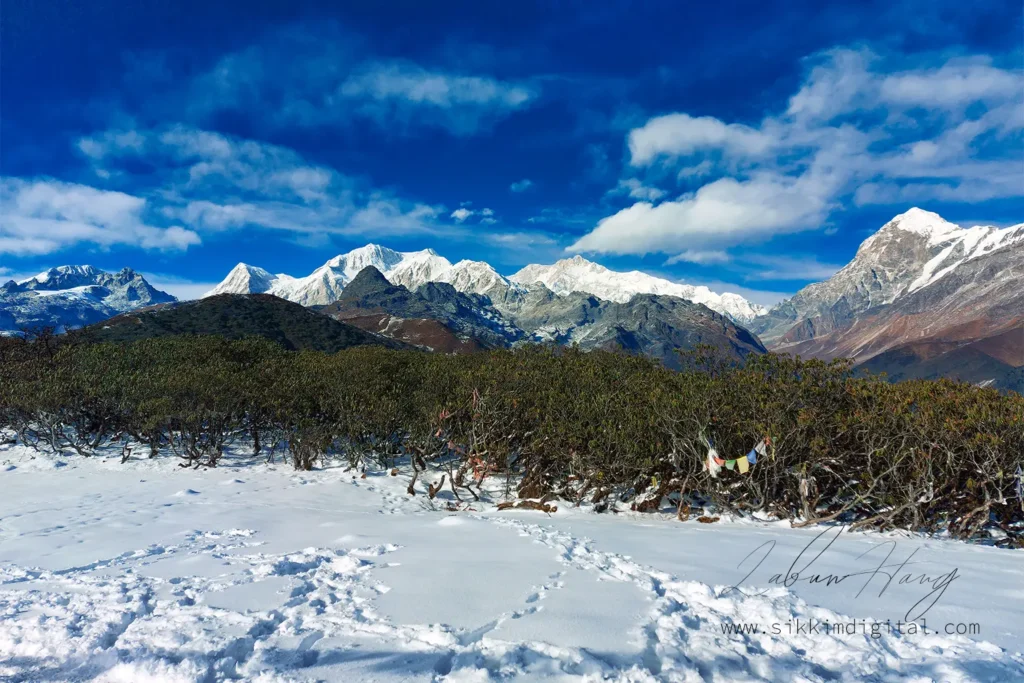 Snow-covered Deorali ridge close to Dzongri campsite on the Dzongri Trek in Sikkim with prayer flags and rhododendron shrubs framing the snow-capped peaks of Kanchenjunga Pandim Rathong and Kokthang beneath a clear blue Himalayan sky.